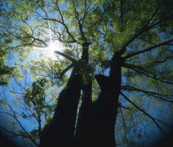 ���i�C���[�W